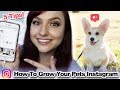 How to Grow a Pet Instagram Account | 5 Tips!