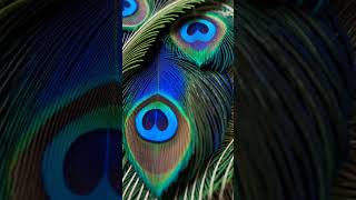 Peacock Morph - deforum visual artistry #realtimegraphics #satisfyingvisuals #textureart