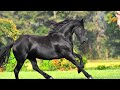 7 Kuda Tercantik, terunik, terindah, Terlangka, dan Termahal di Dunia - SIDUL TUBE