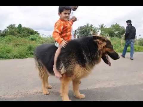 biggest german shepherd dog 