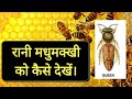 RANI MADHUMAKHI KAISE DEKHEN || Queen Bee II Queen Bee Identifications रानी मधुमक्खी को कैसे देखें I