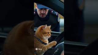 Зря вы остановили этого кота #юмор
