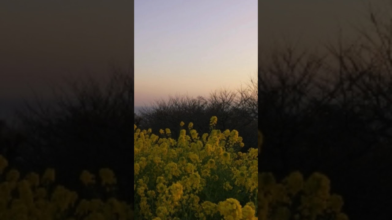 朧月夜｜唱歌｜Japanese fork song - YouTube