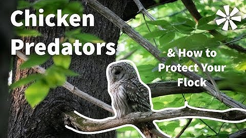 Chicken PREDATORS 🦅: How To Protect Your Chicken Flock