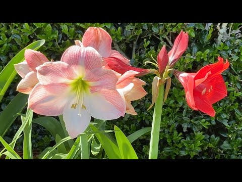 Video: Amaryllis đỏ: ảnh và mô tả, trồng và chăm sóc tại nhà