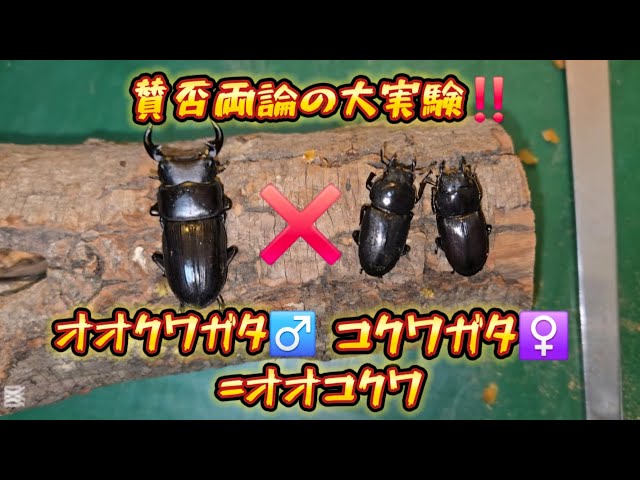 昆虫飼育】オオクワガタ♂️✖コクワガタ♀️＝オオコクワ