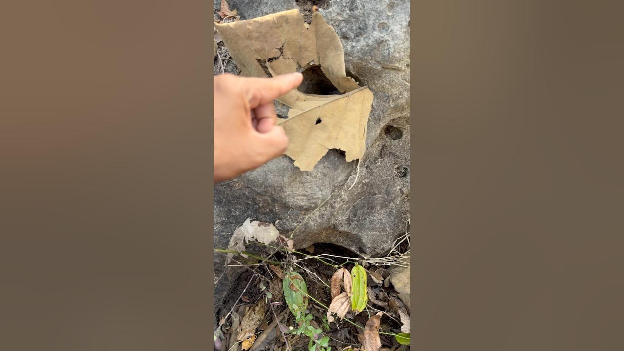 Sacred stones containing rare bird nests #birdsnest #cuteanimals #shorts Sacred stones containing rare bird nests #birdsnest #cuteanimals #shorts