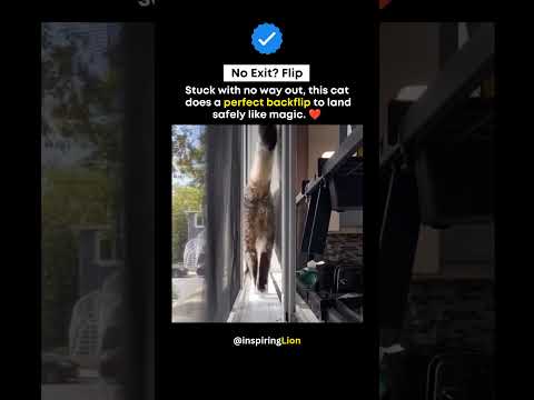 I now understand why it's called a catwalk 😂