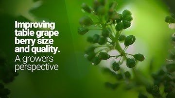 Grow better table grapes - a growers perspective.