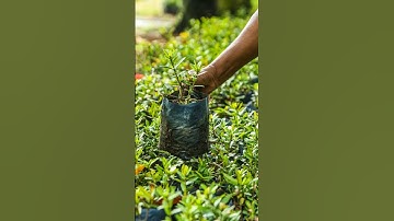 Trees Struggling to Keep Up with Climate Change: Human Help Needed!