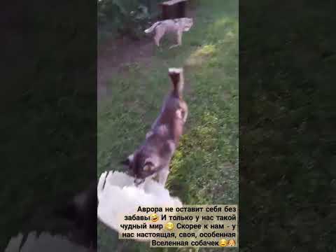 #хаски #сибирскийхаски #минихаски