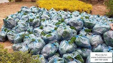 Cẩm tú mai, trúc quân tử, tía tô, cây lá màu, dương xỉ hàng chuyển cho khách