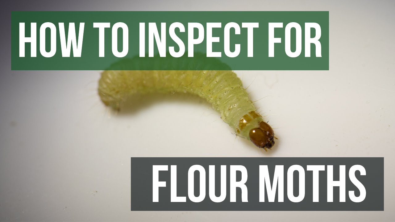 How to Get Rid of Flour Moths (4 Easy Steps) 