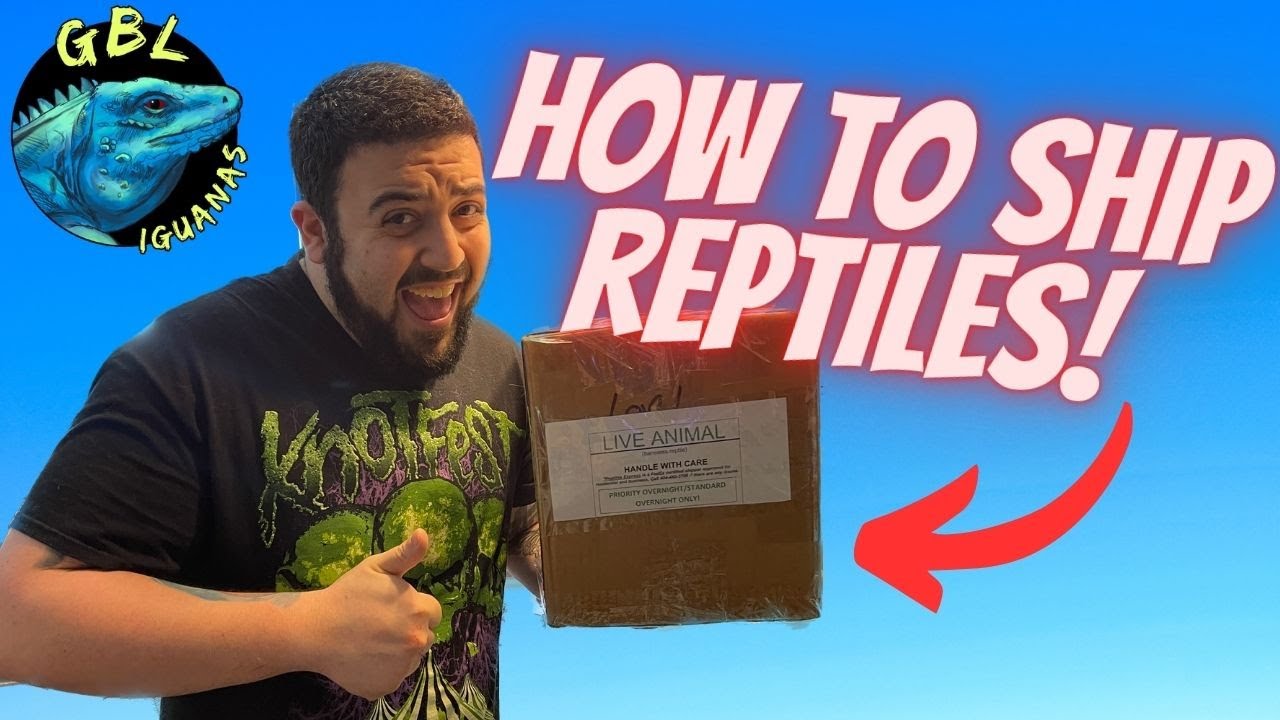 How To Ship Reptiles! A Guide From Start To Finish! - YouTube
