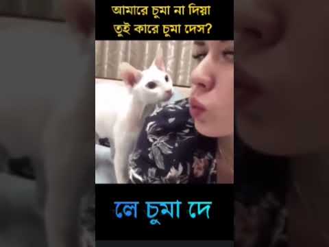 Angry cat slap