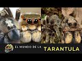 EXPO ANIMALIA MÉXICO. Mundo de las tarántulas. MORDIDA DE SERPIENTE DE DANIEL