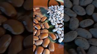 #shorts Son gigantes 😃#cocinandoconlauren  #frijol #ayocotes #frijolesgrandes