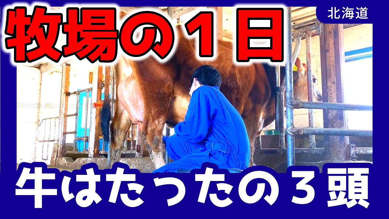 3頭の乳牛が暮らす牧場の一日！新鮮ミルクで作るプリンとは？