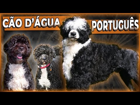 Vídeo: Pugapoo