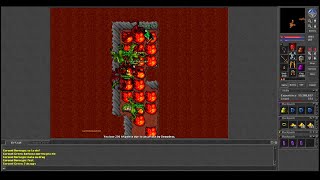 Old Tibia - Coronel Bornegio & Green x Demodras (Pythera 2005 7.5)