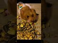 How do rats eat so much