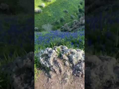 واد طابور شمال بيسان فلسطين عرب ٤٨ 2022 بيسان بيت لحم قلقيلية صالون وادي