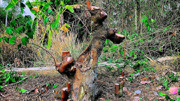 Cắt sửa lại cây khế