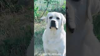 Илюша и надоедливые мухи))) 20 мес.