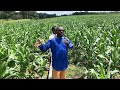 04 secrets agricoles cachs aux africains qui vont faire dcoller notre agriculture