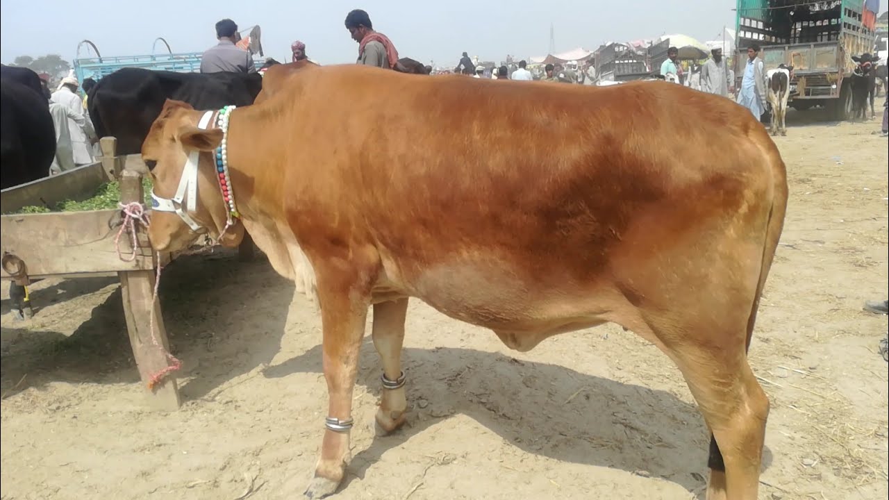 Best Cow Breed In Pakistan