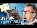 Pourquoi les chats naiment pas leau    confinement jour 50