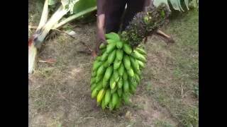 Banana plantation Uganda