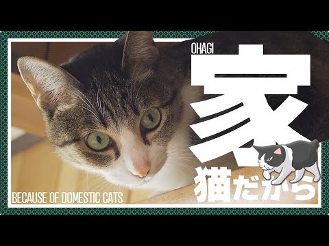 家猫だから