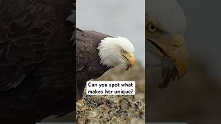 Hungry Eagle Swallows Fish Whole - Can You Spot What Makes Her Unique @MarkSmithphotography