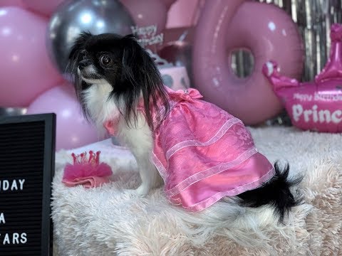 Рожден Ден Чикита Чихуахуа (11.03.2019)/ Chihuahua Chiquita Birthday Party