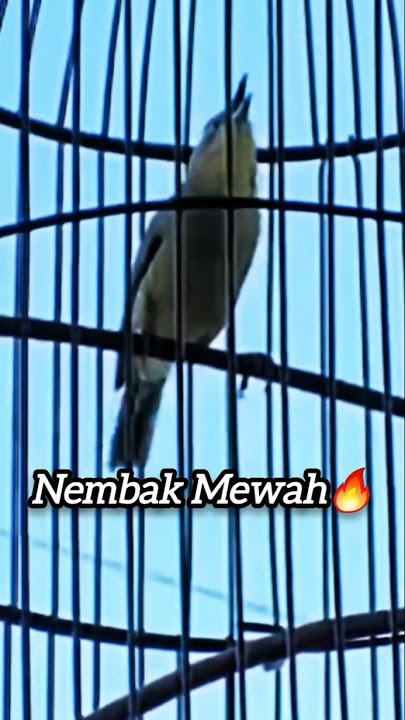 Pleci Dakun Nembak Isian Mewah🔥#chimvanhkhuyen #kicaumania #plecimania #plecigacor #pleci #pcmi