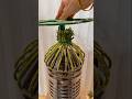 Grow stunning flowers at the lowest cost! Use an empty water bottle, solder a few holes in it wit