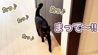 「かまって〜!」としゃべりながらトコトコついてくる子猫が最高に可愛過ぎて…