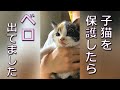 鳴き続けていた子猫を保護したらベロ出てました。おとなしい三毛猫ちゃん