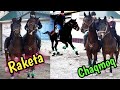 RAKETADAY🚀 UCHADI DEDIMI 😱 OTLARNI KURING SOTILADI RAKETA & CHAQMOQ #uloq#otlar#otbozor#horses#лошад