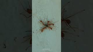 #fireants 🐜 Catching insects for food😍 #shortvideo 📹