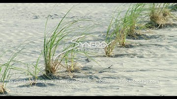 365_grass buffer zone coastal erosion protection Louisiana wetlands stock footage video​