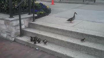 Eendjes vs. Trappen #eendjes #eendje #baby #dieren #vogels #eenden #moeder #vogels #eend #origineel