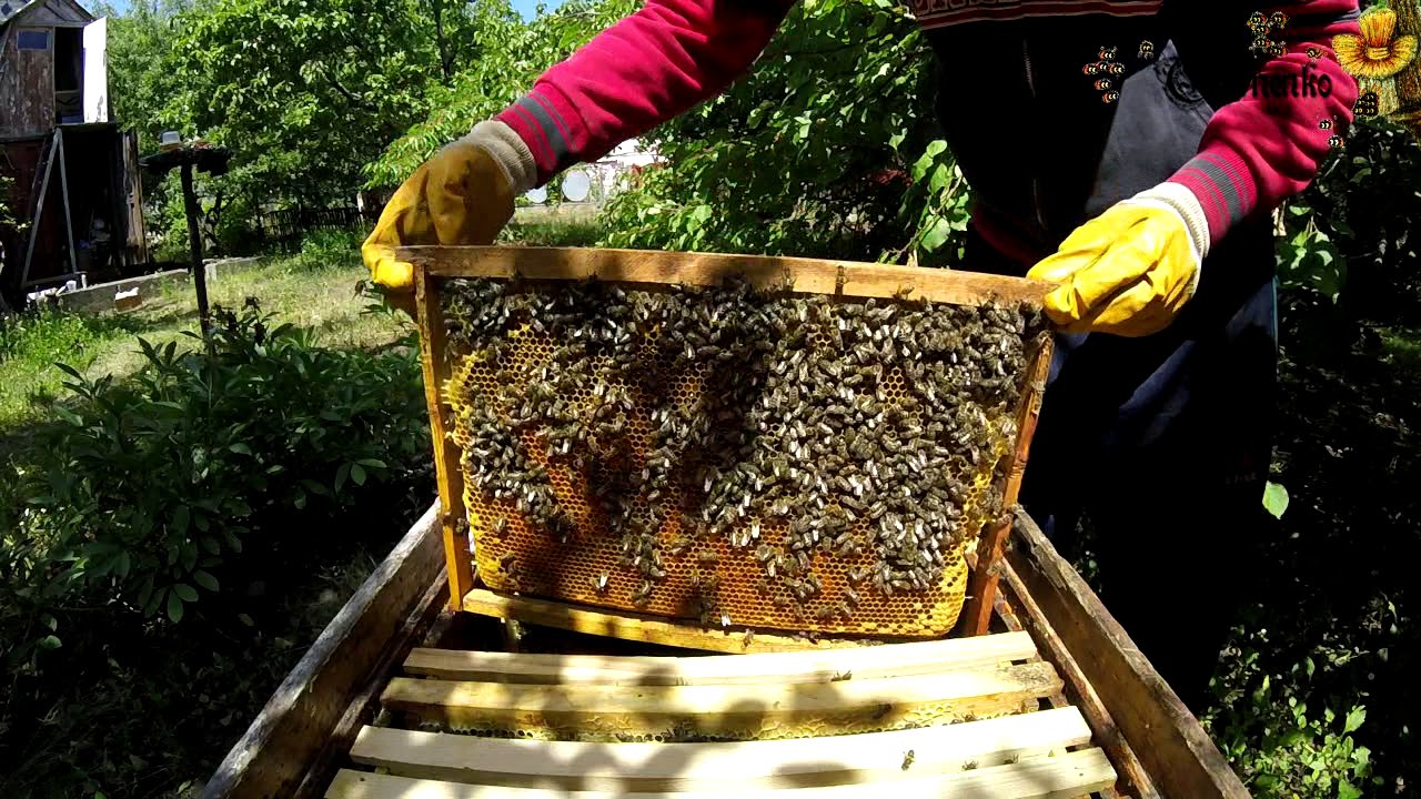 Видео пчеловодство новинки. Пчеловодство для начинающих. Пчеловодство с нуля. Пасека с нуля для начинающих. Пчеловодство для начинающих уроки.