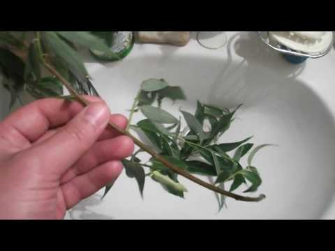 ვიდეო: როგორ იზრდება აკვარიუმის მცენარეები