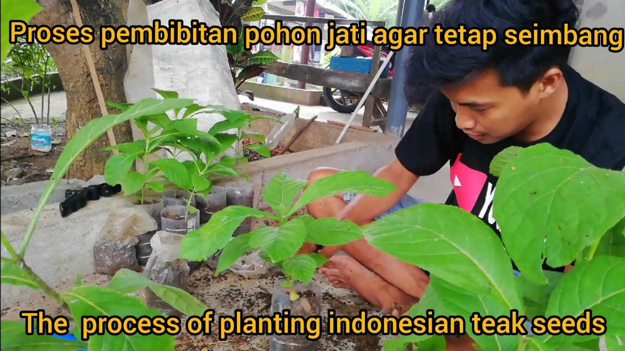 Proses dan cara pembibitan pohon jati/the process of planting ...