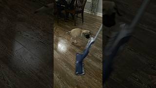 Baby English Mastiff chasing the mop. #englishmastiffpuppies #puppy #funny #dog #mastiff