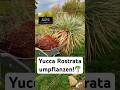 Yucca Rostrata Richtig Umpflanzen Shorts Yucca Garten Diy Pflanzen Yucca Rostrata Richtig Umpflanzen Shorts Yucca Garten Diy Pflanzen