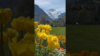 ساحة انترلاكن تصوير لـ جبل العذراء 2023 اوروبا سويسرا ??