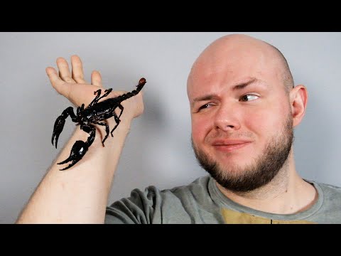Wideo: Skorpiony imperialne: trzymanie w domu
